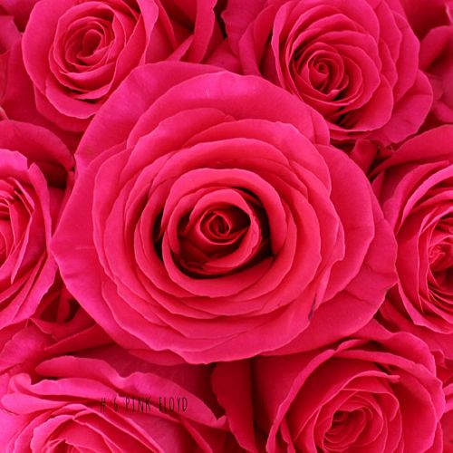 6 Süsse Blumen für 6 Frauentypen