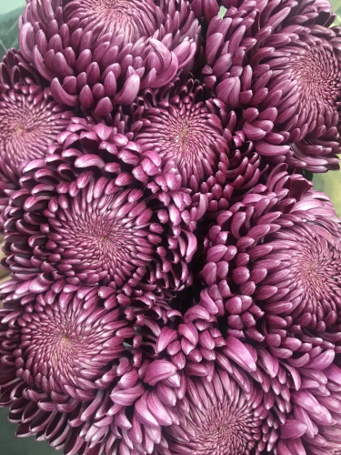 Chrysanthemen: Lichtblicke an stürmischen Tagen